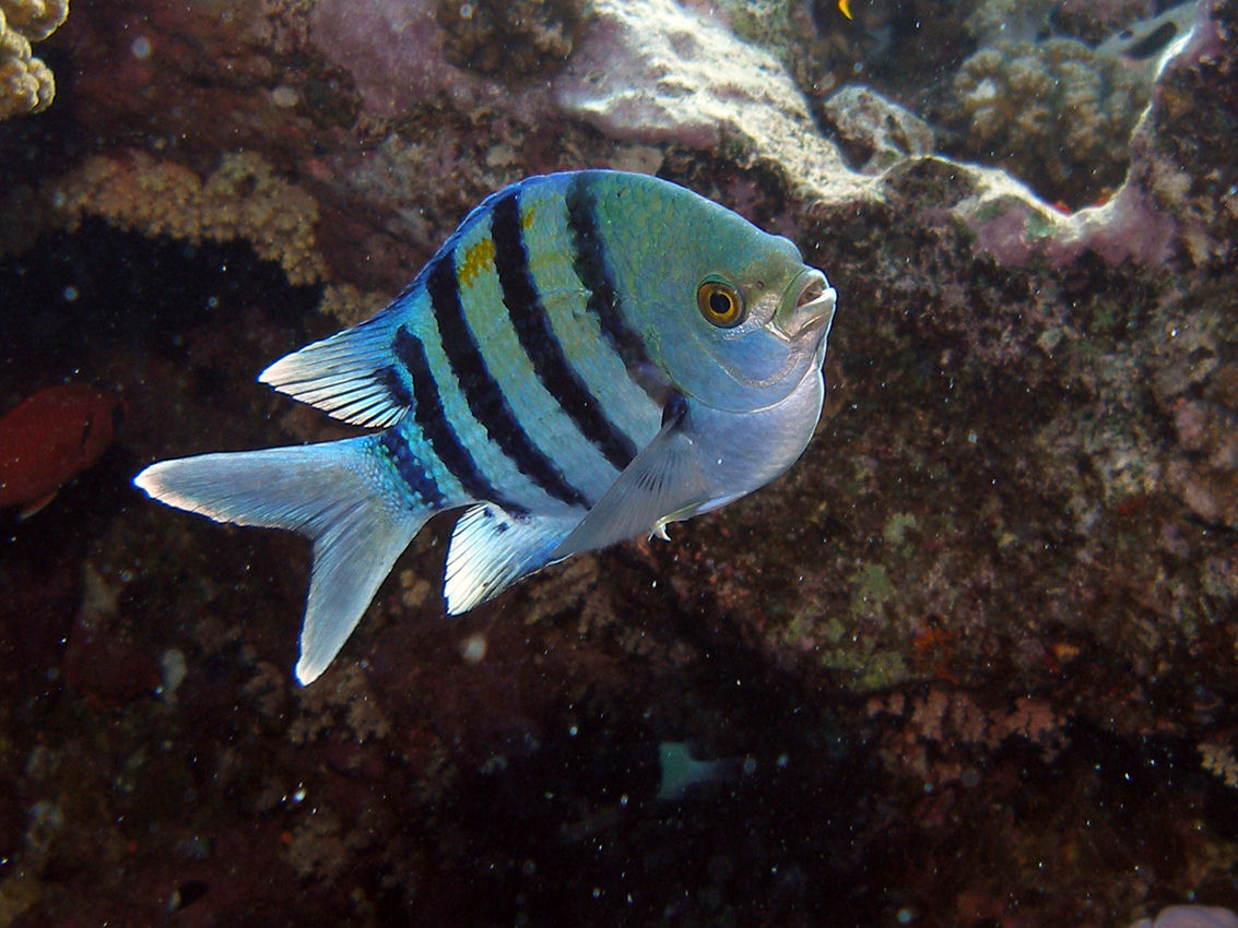 Abudefduf vaigiensis (Sergente Indo-Pacifico)